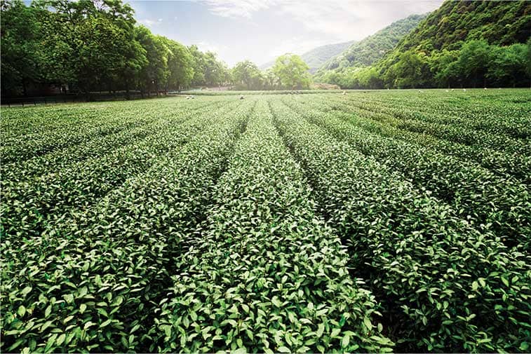 Green Tea Plantation